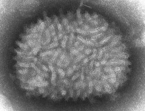 Ortopoxvirus